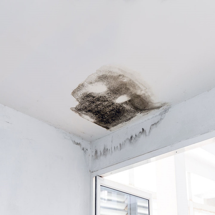 bathroom mold on ceiling